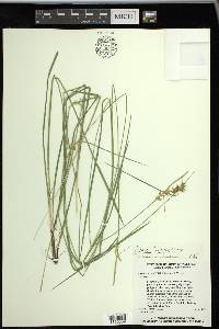 Carex turgescens image