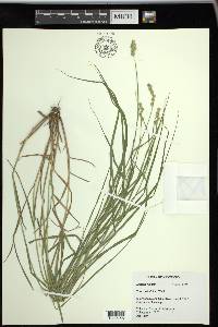 Carex tribuloides var. tribuloides image