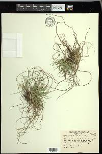 Carex umbellata image