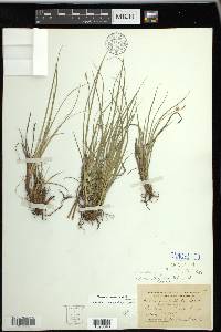 Carex umbellata image