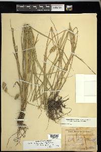 Carex tribuloides var. tribuloides image