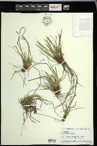 Carex umbellata image