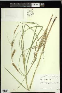 Carex trichocarpa image