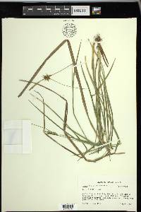 Carex turgescens image