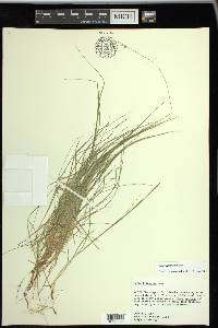 Carex trisperma image