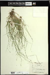 Carex trisperma image