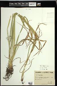 Carex typhina image