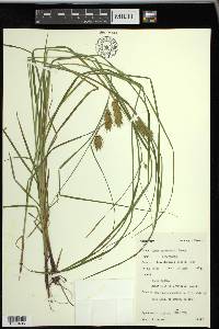 Carex tuckermanii image