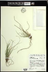 Carex umbellata image