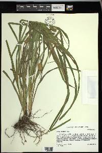 Carex typhina image