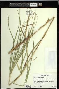 Carex trichocarpa image