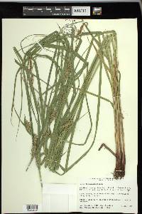 Carex trichocarpa image