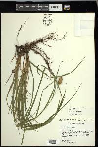 Carex typhina image