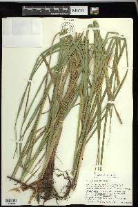 Carex trichocarpa image