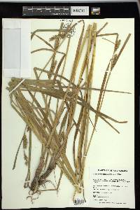 Carex trichocarpa image