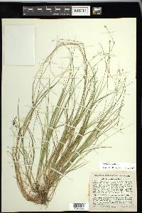 Carex trisperma image