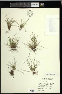 Carex umbellata image