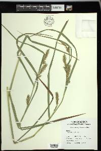 Carex trichocarpa image