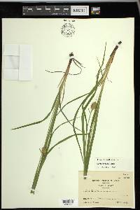 Carex typhina image