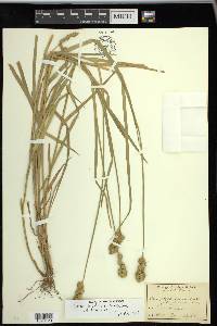 Carex tribuloides var. tribuloides image