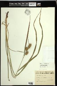 Carex typhina image