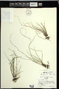 Carex umbellata image