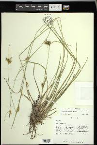 Carex turgescens image