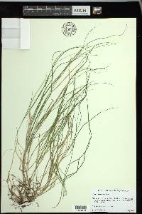 Carex trisperma image