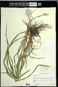 Carex typhina image