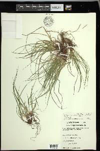 Carex umbellata image