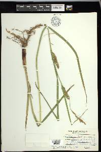 Carex trichocarpa image