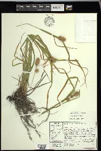 Carex typhina image