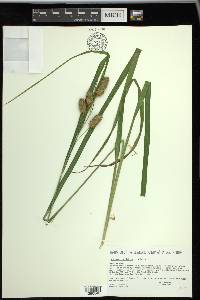 Carex typhina image