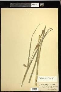 Carex trichocarpa image