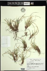 Carex umbellata image