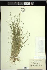 Carex trisperma image