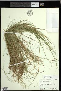 Carex trisperma image