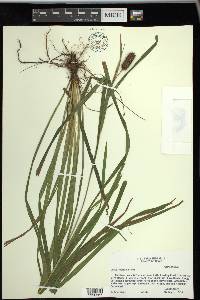 Carex typhina image