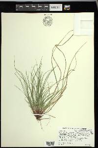 Carex umbellata image