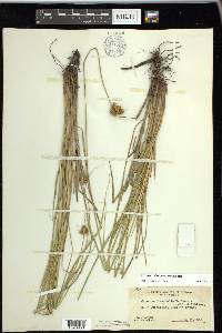 Carex unilateralis image