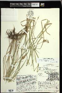 Carex tribuloides var. tribuloides image