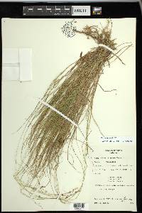 Carex trisperma image