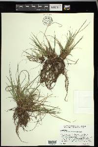 Carex umbellata image