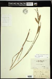 Carex trichocarpa image