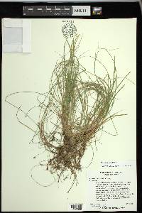 Carex trisperma image