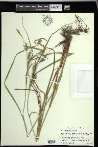 Carex trichocarpa image