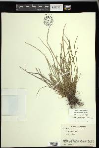 Carex umbellata image