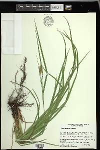 Carex typhina image