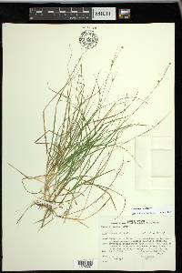 Carex trisperma image