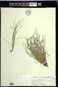 Carex umbellata image